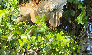 Iguana