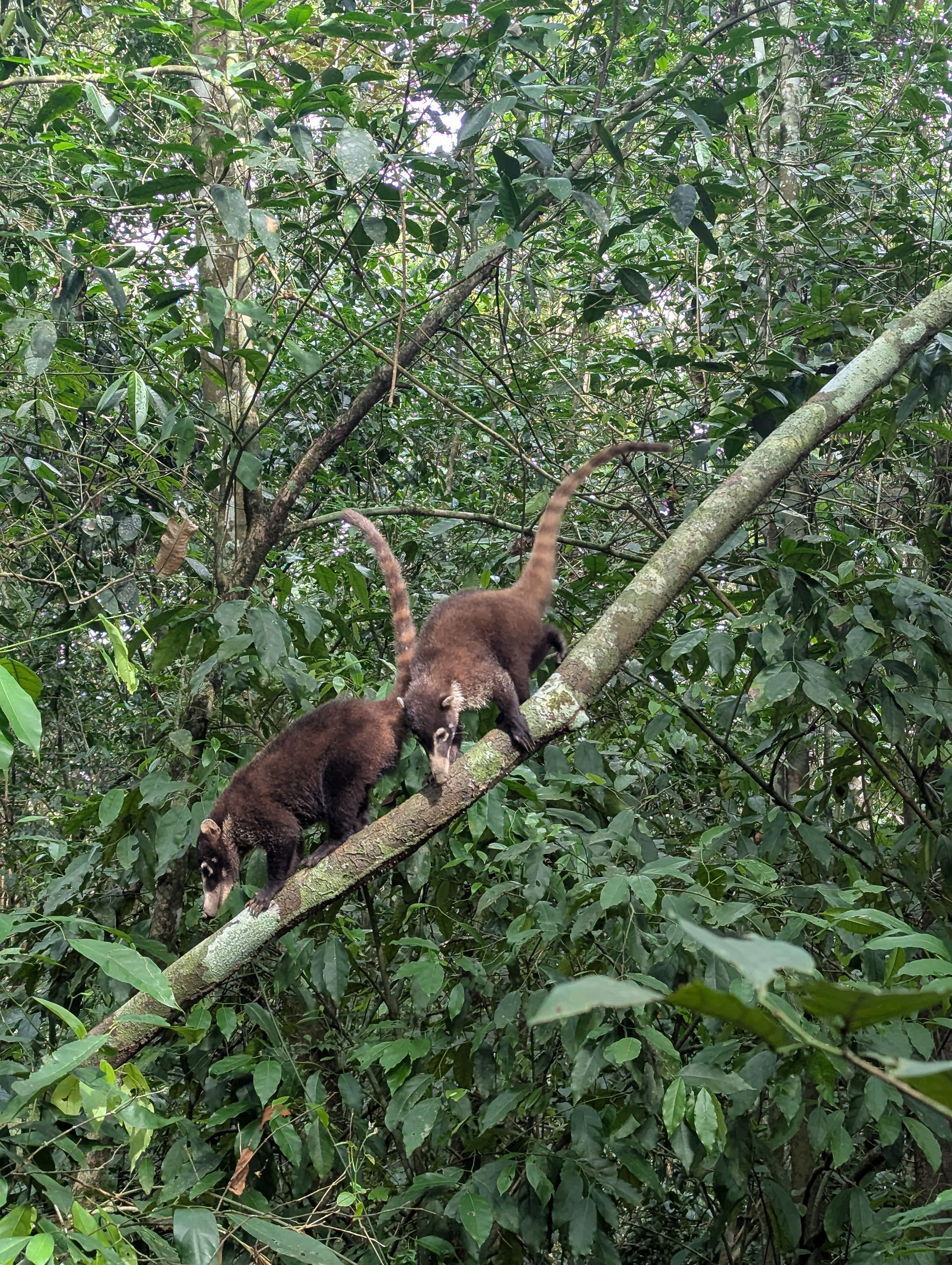 Coatis en groupe