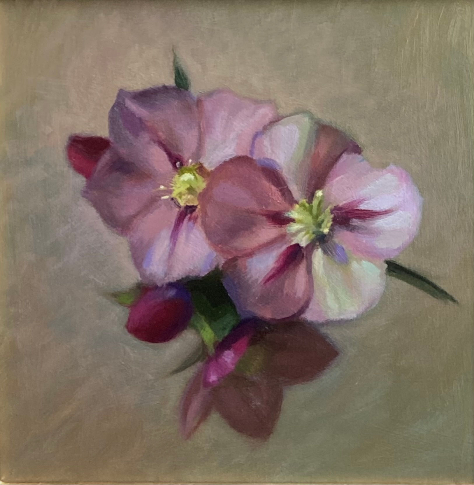 Hellebores