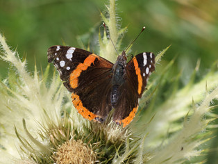 Proyecto de seguimiento de la mariposa "Vanessa atalanta"