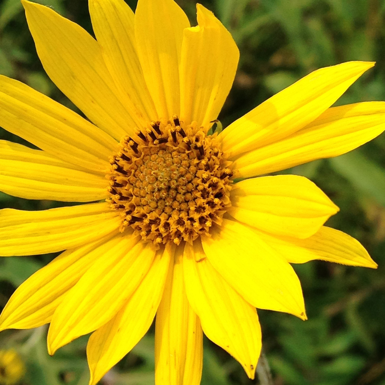 Types Of Sunflowers