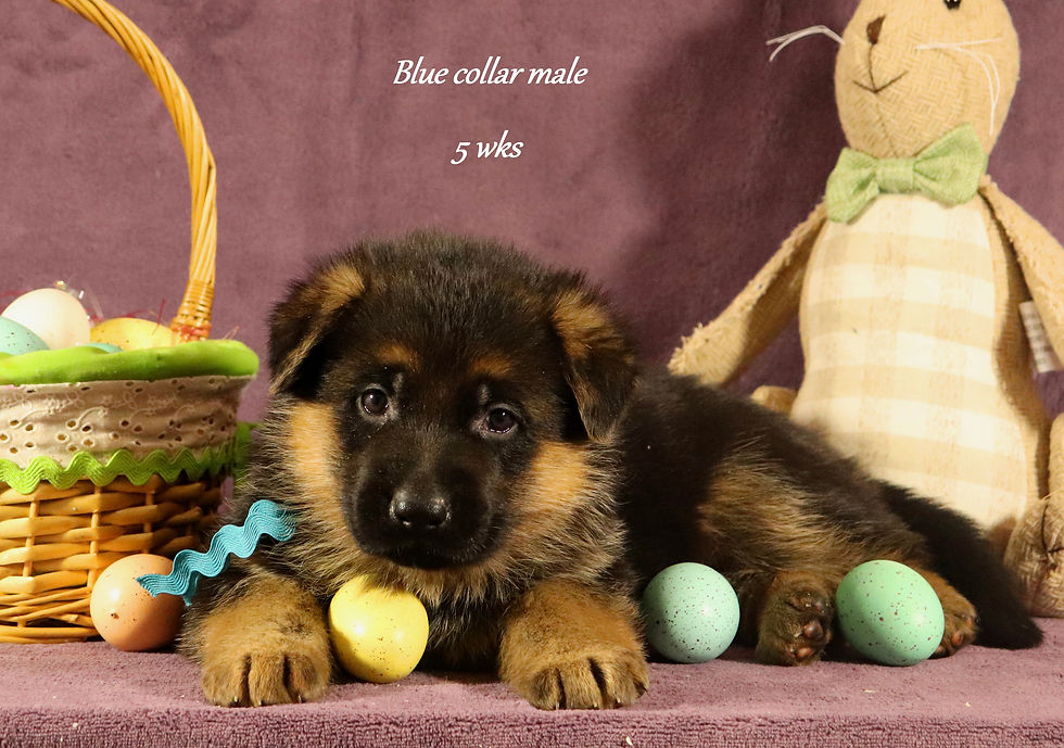 Shafer Shepherds Puppy