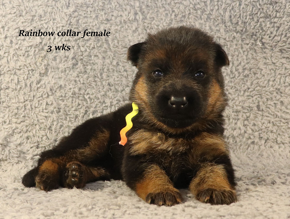 Shafer Shepherds Puppy