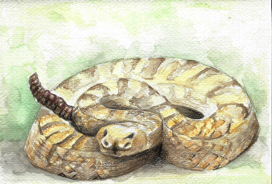 Serpiente de cascabel.jpg