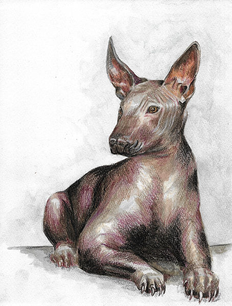 Xolo copia.jpg