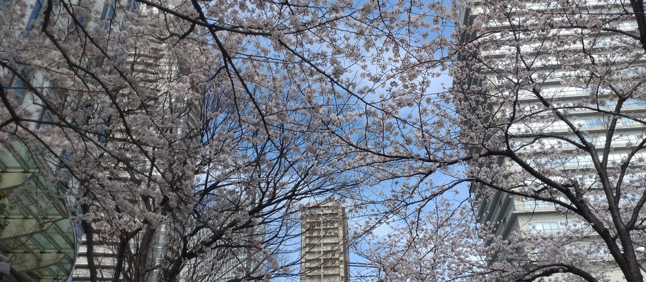 サクラ満開と円安進行