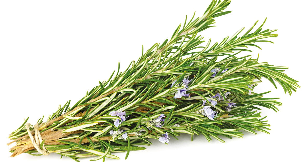 Organic rosemary - bunch