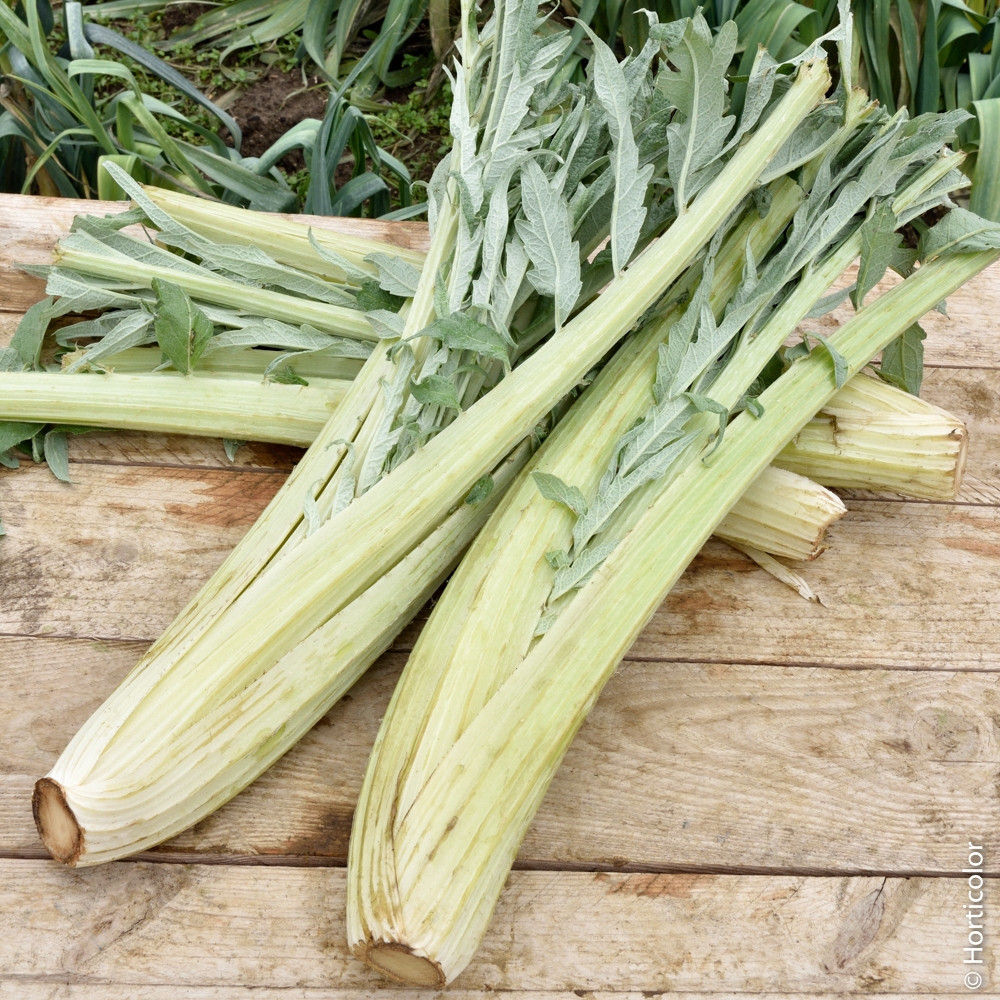 Cardon - the bouquet