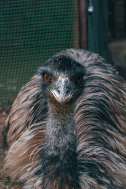 Emu