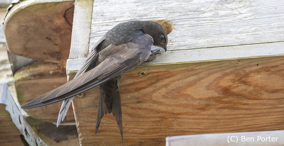 A swift holding onto a swift box, Machynlleth - Image taken by Ben Porter