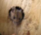 Wood mouse