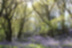 Bluebell woods - Pennal