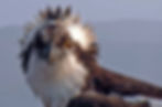 Monty the osprey