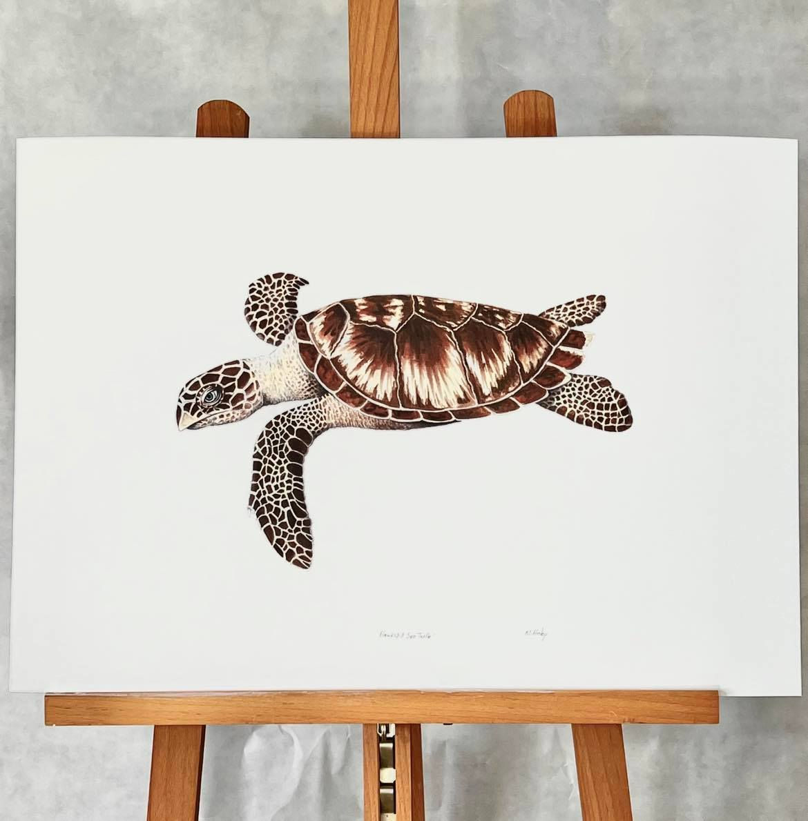 Hawksbill Turtle