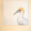 Thumbnail: Australasian Gannet Original Painting
