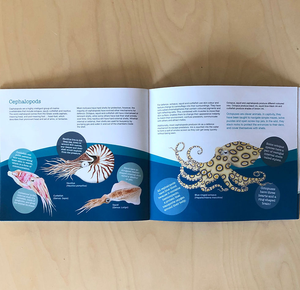 Thumbnail: ‘Ocean Wildlife Snippets’ book