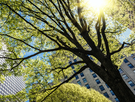 A Tree Grows in Brooklyn