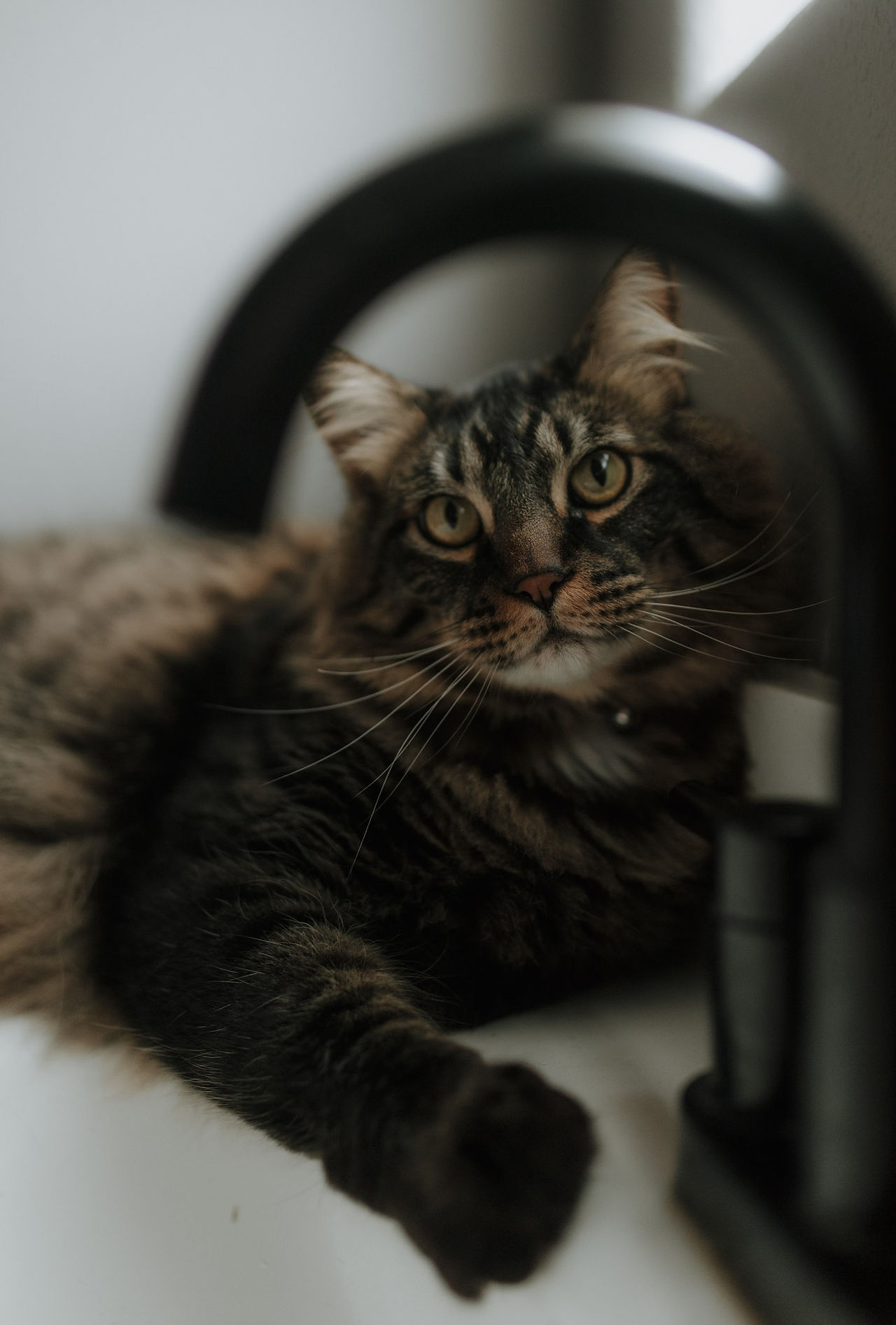 a cat under the bathroom sink faucet