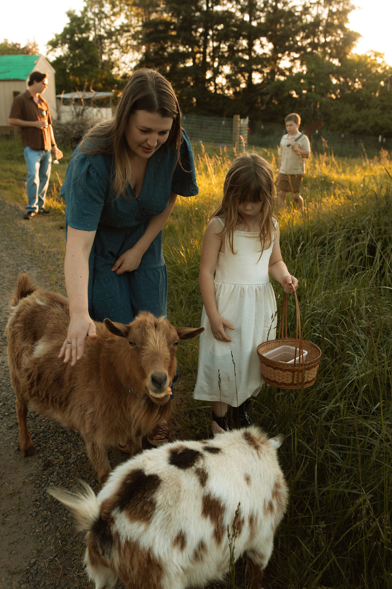 feeding the goats