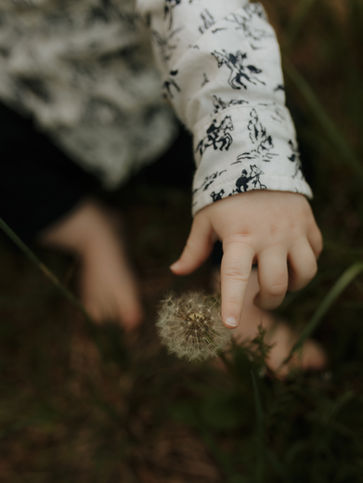 baby touches dandelion at Powell butte nature park in portland, oregon
