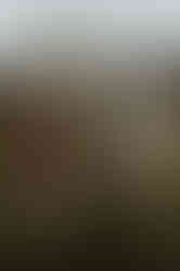 family plays on wooden fence