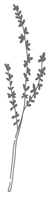 flower_edited_edited.png