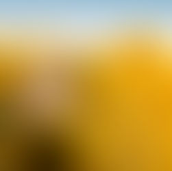 Summer Sunflower Session