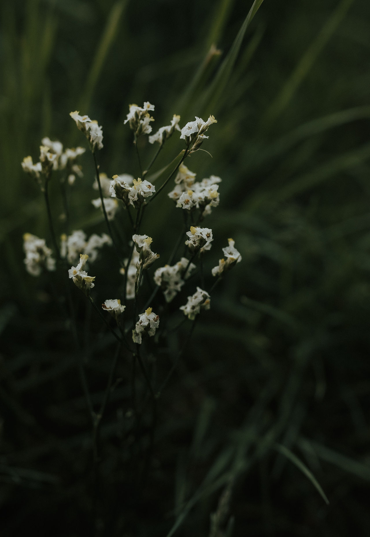 spring flowers
