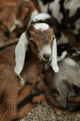 goat farm in sandy, oregon