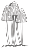 mushrooms_edited.png