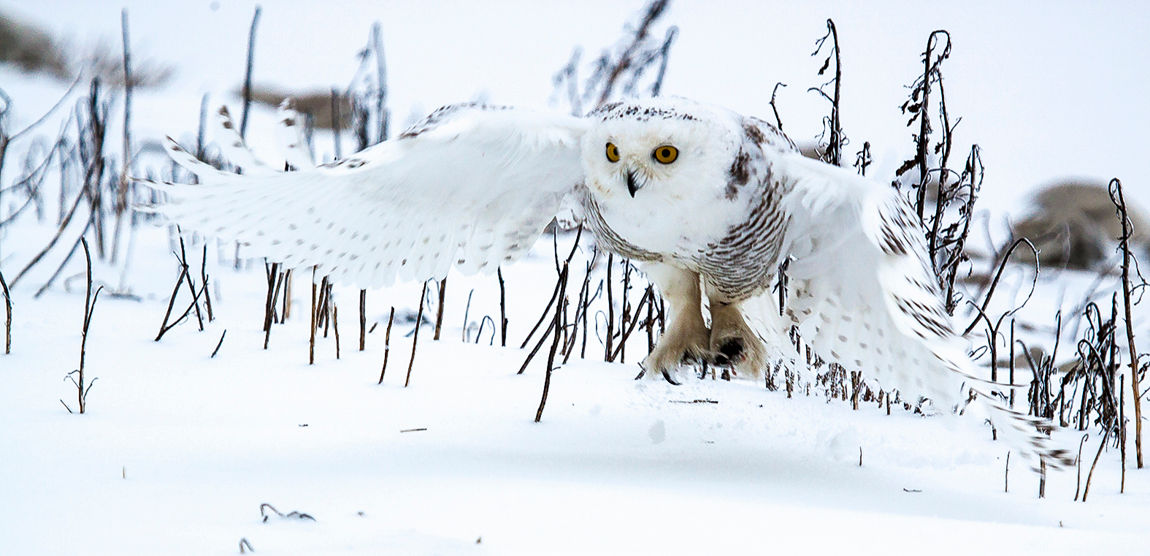 _MG_9969 crop shrp.jpg