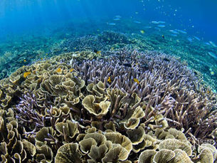 10 Facts: Brain Corals & Hard Corals around Nusa Lembongan, Bali