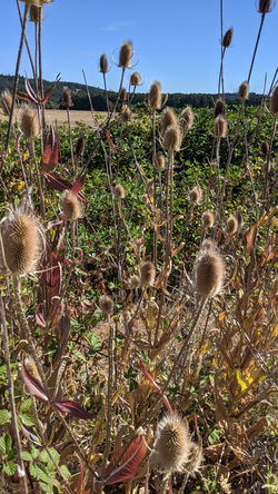 Bald Hill, Corvallis, OR