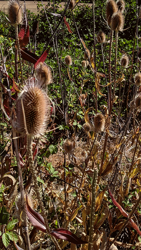 Bald Hill, Corvallis, OR