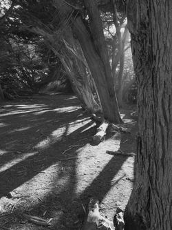 Sea Ranch, Cypress wind break