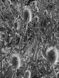 Bald Hill, Corvallis, OR