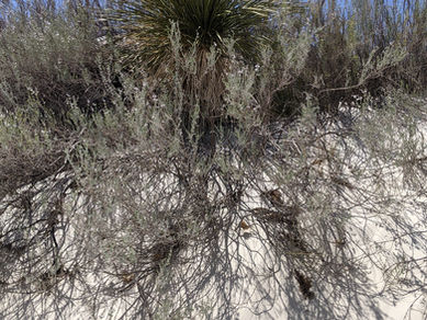 Tracy @ White Sands National Park, NM