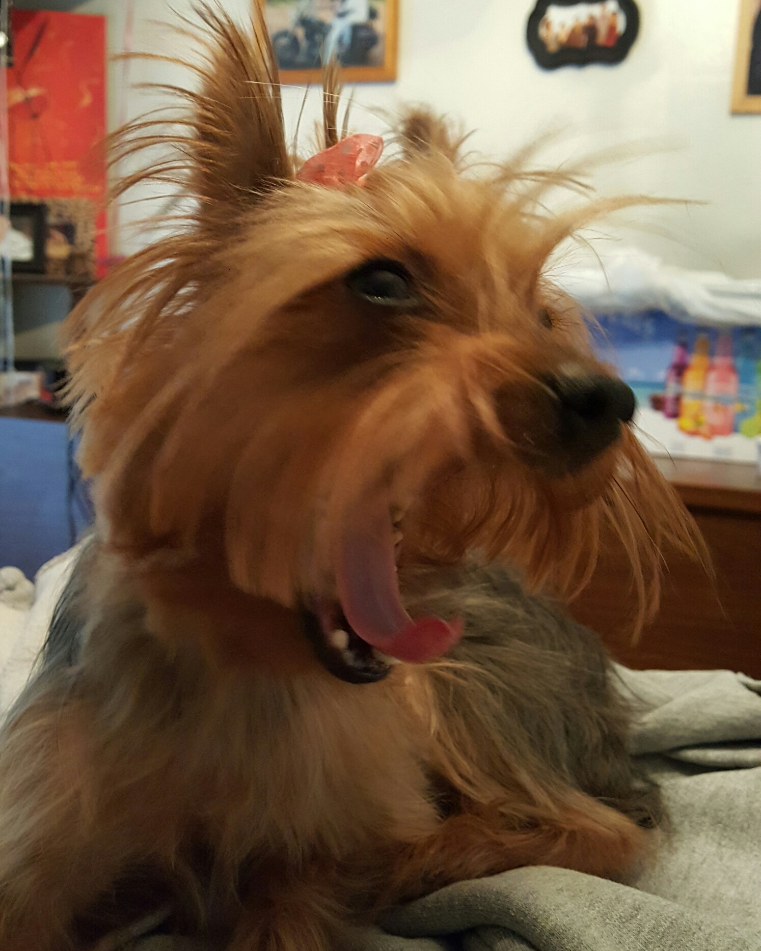 Yorkie