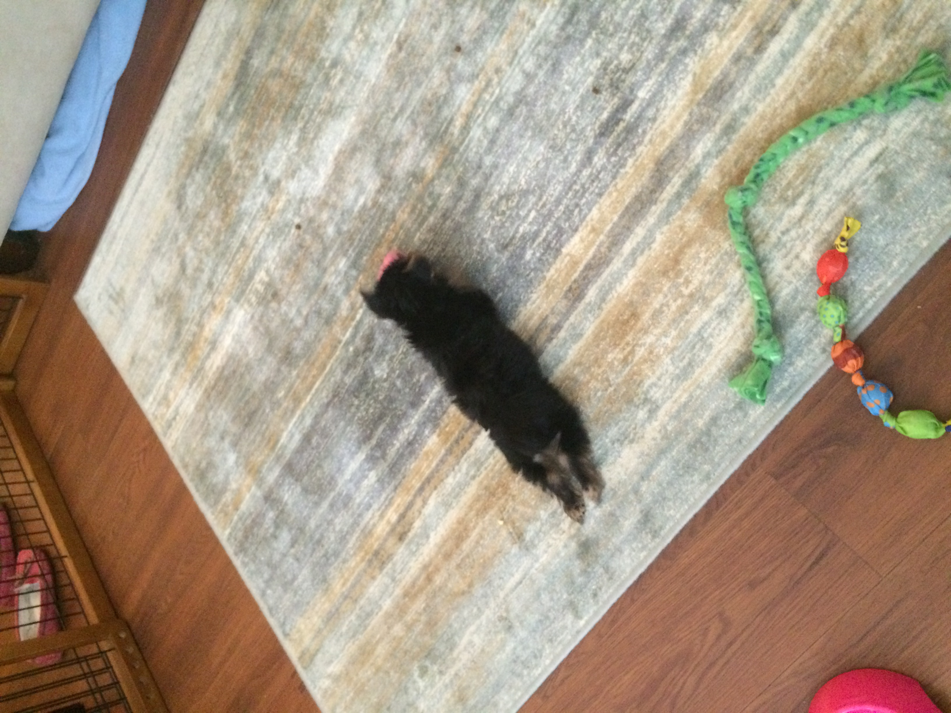 Yorkie
