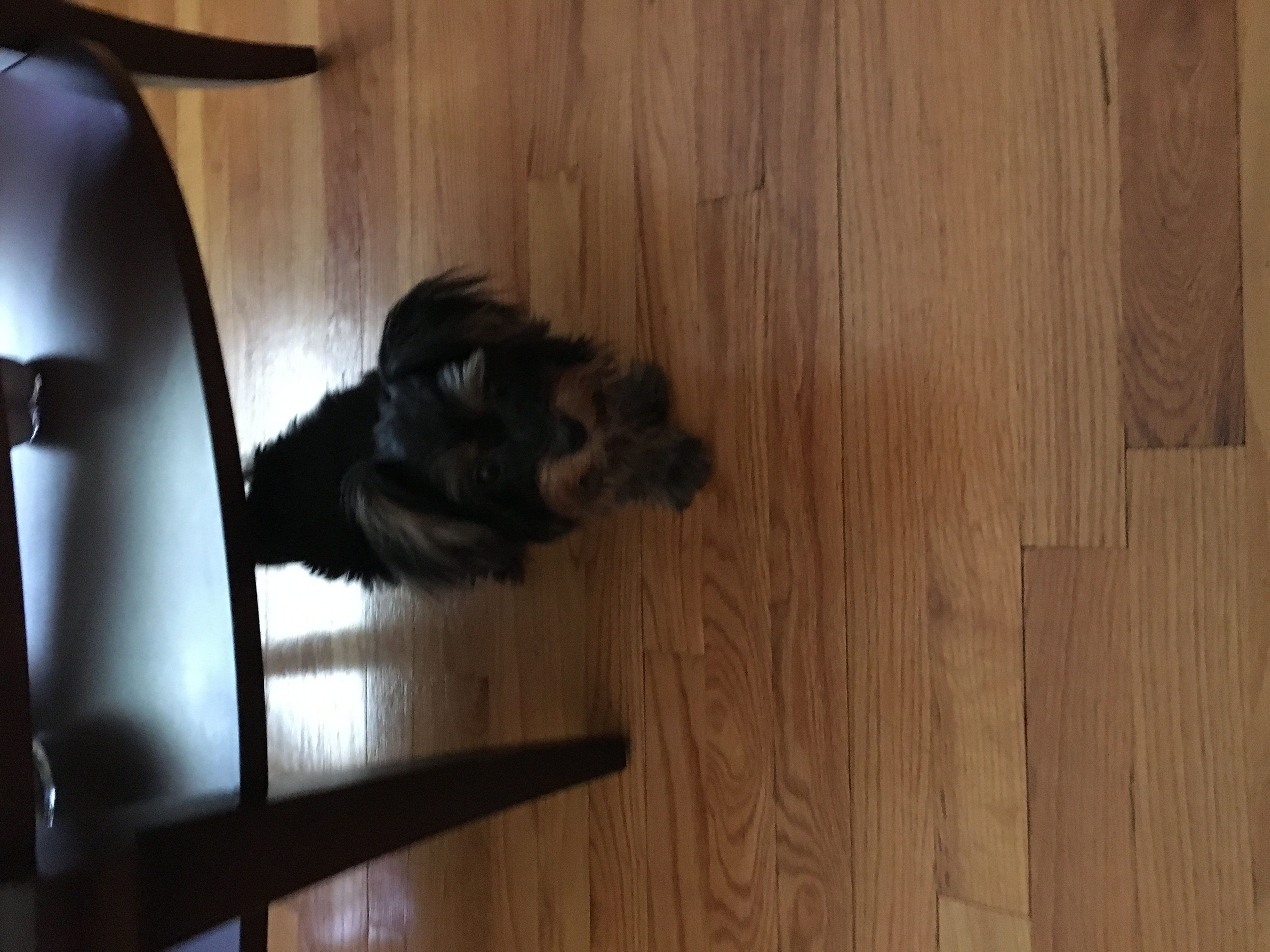 Chorkie