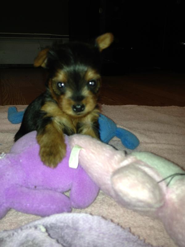 yorkie