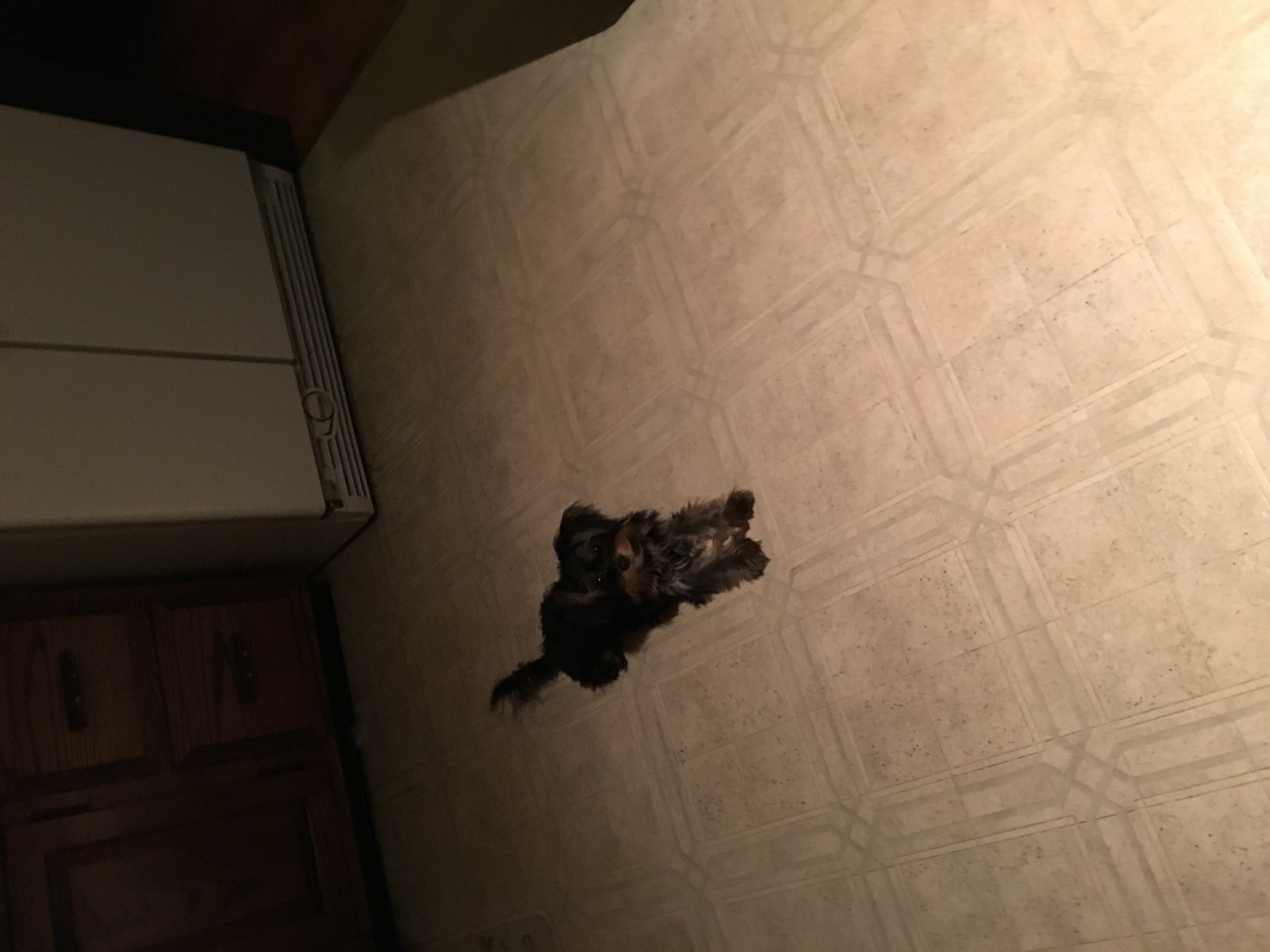 Chorkie