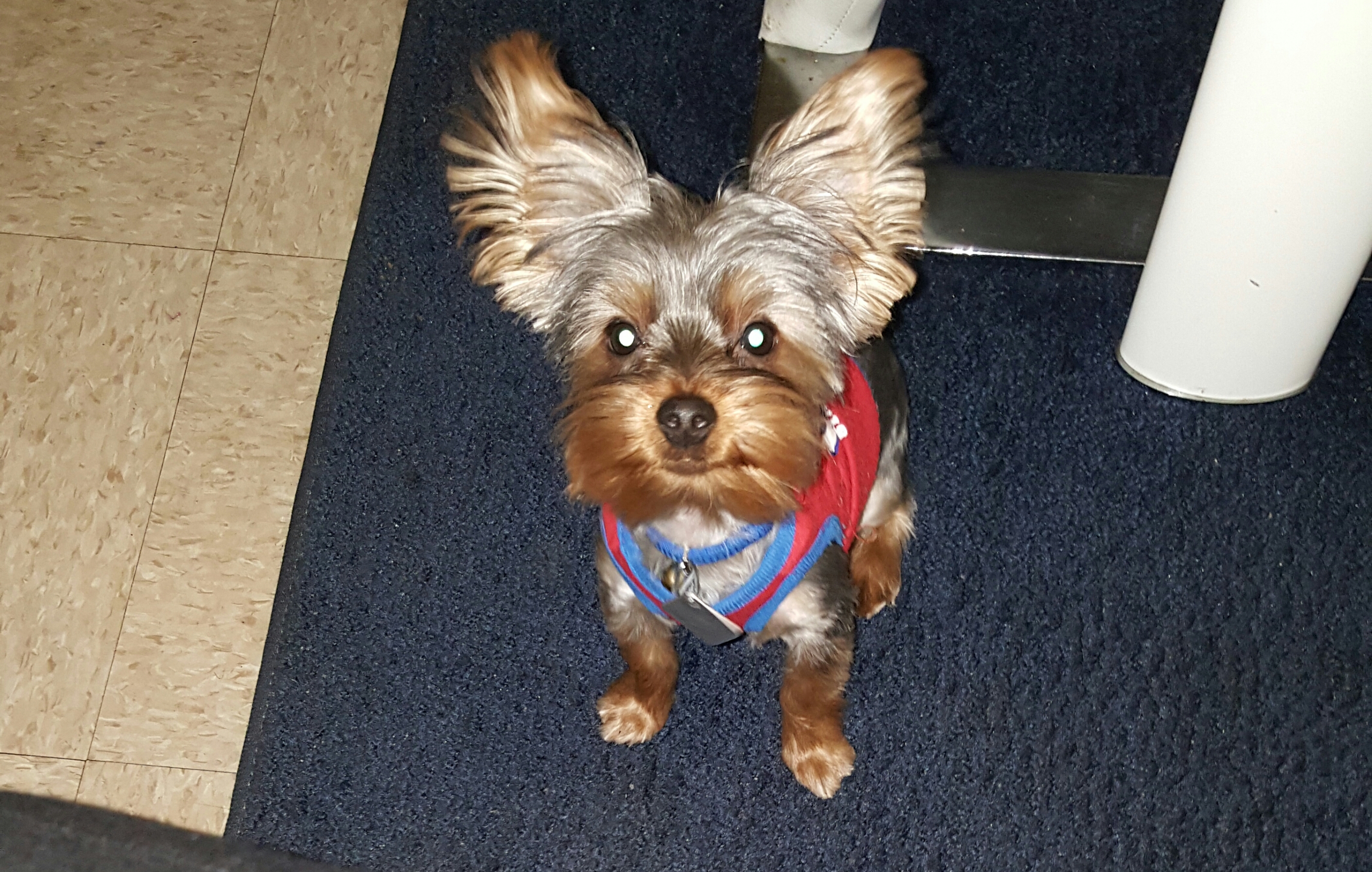 Yorkie