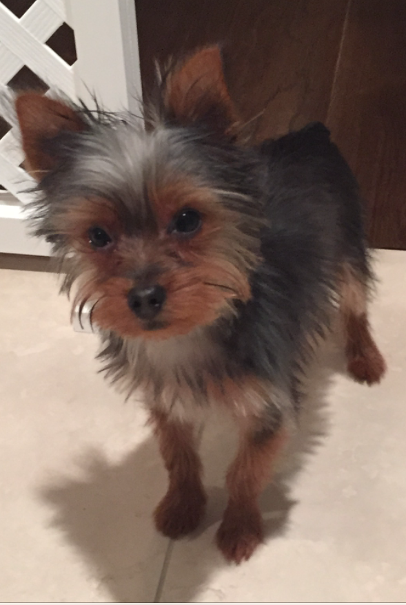 Yorkie