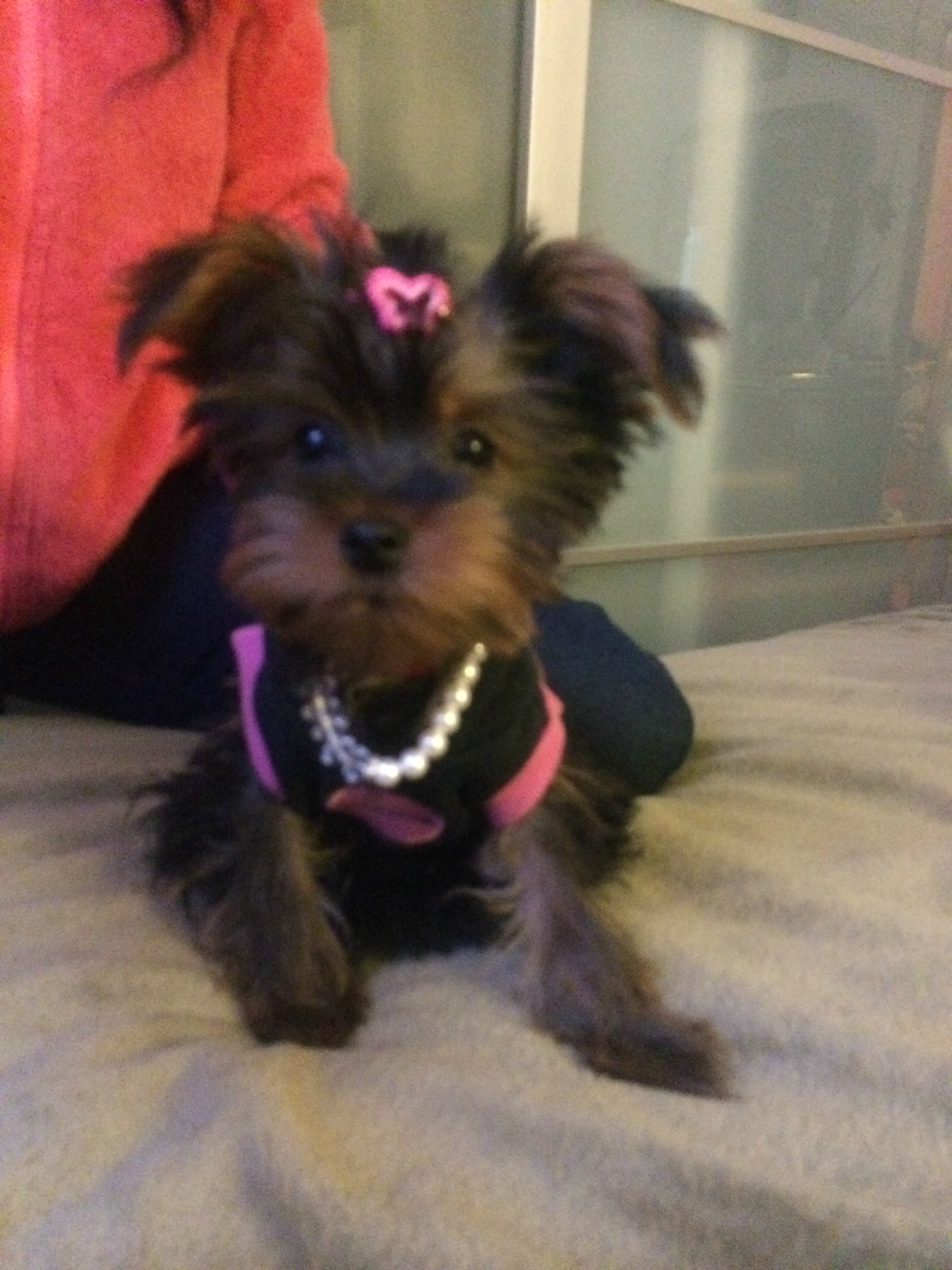 Yorkie
