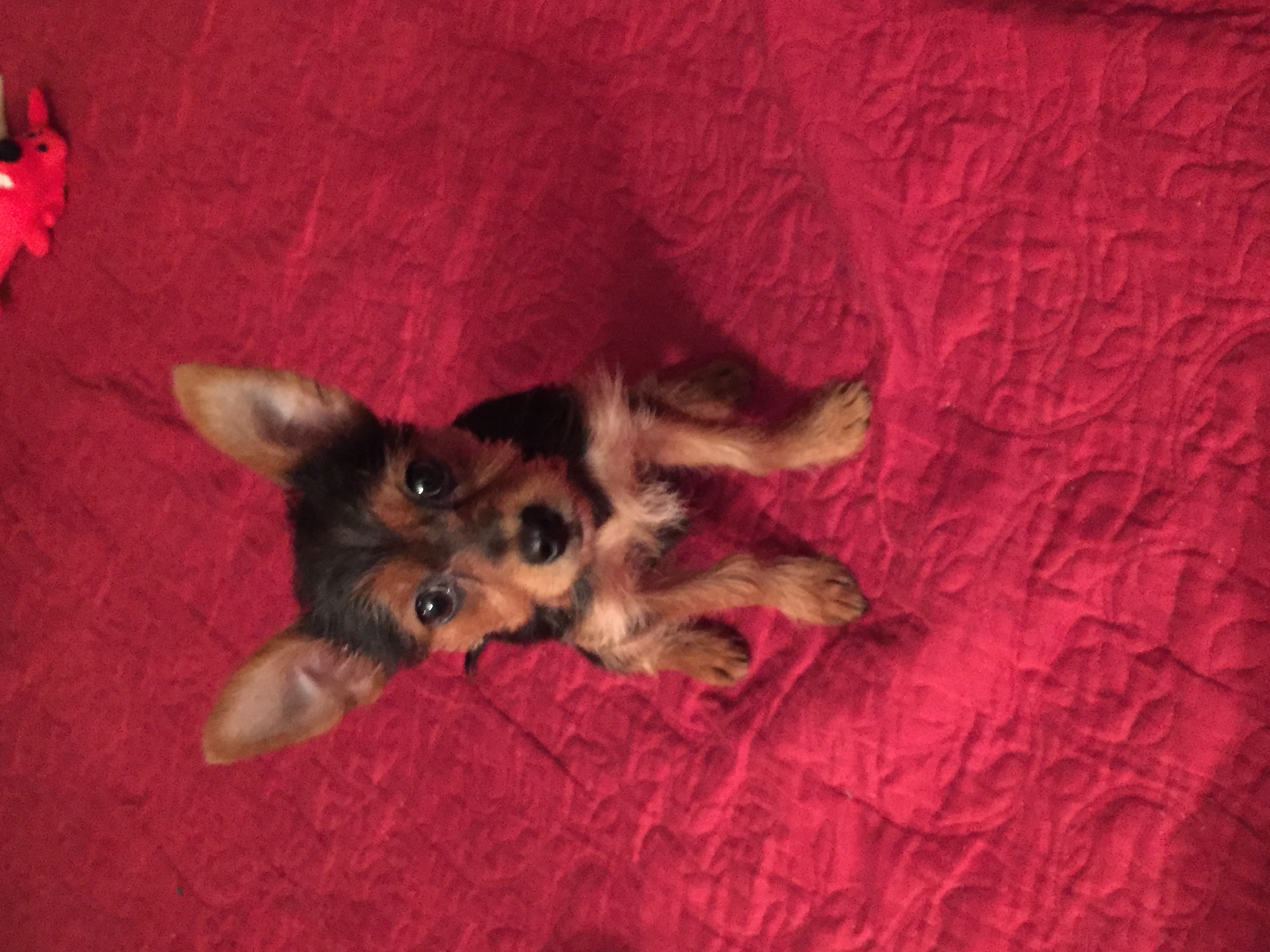 Chorkie
