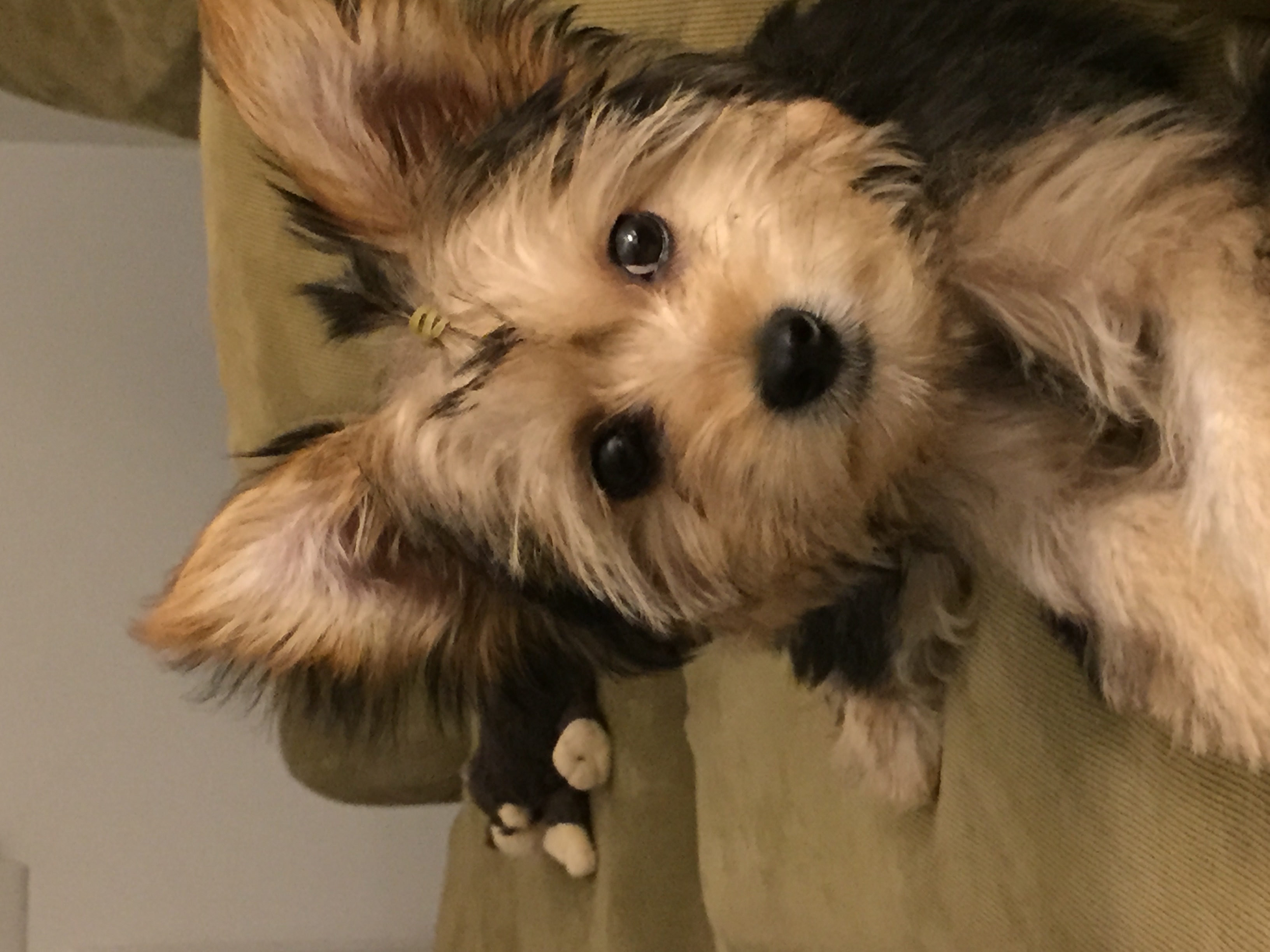 Chorkie
