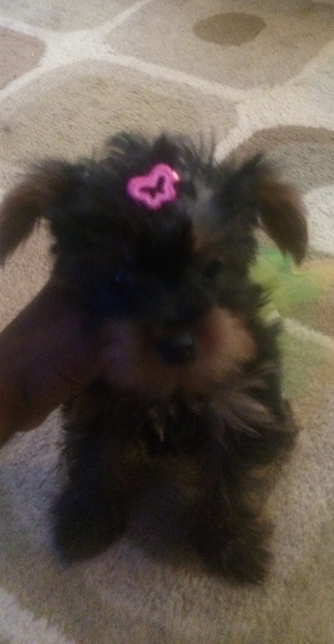 Chorkie