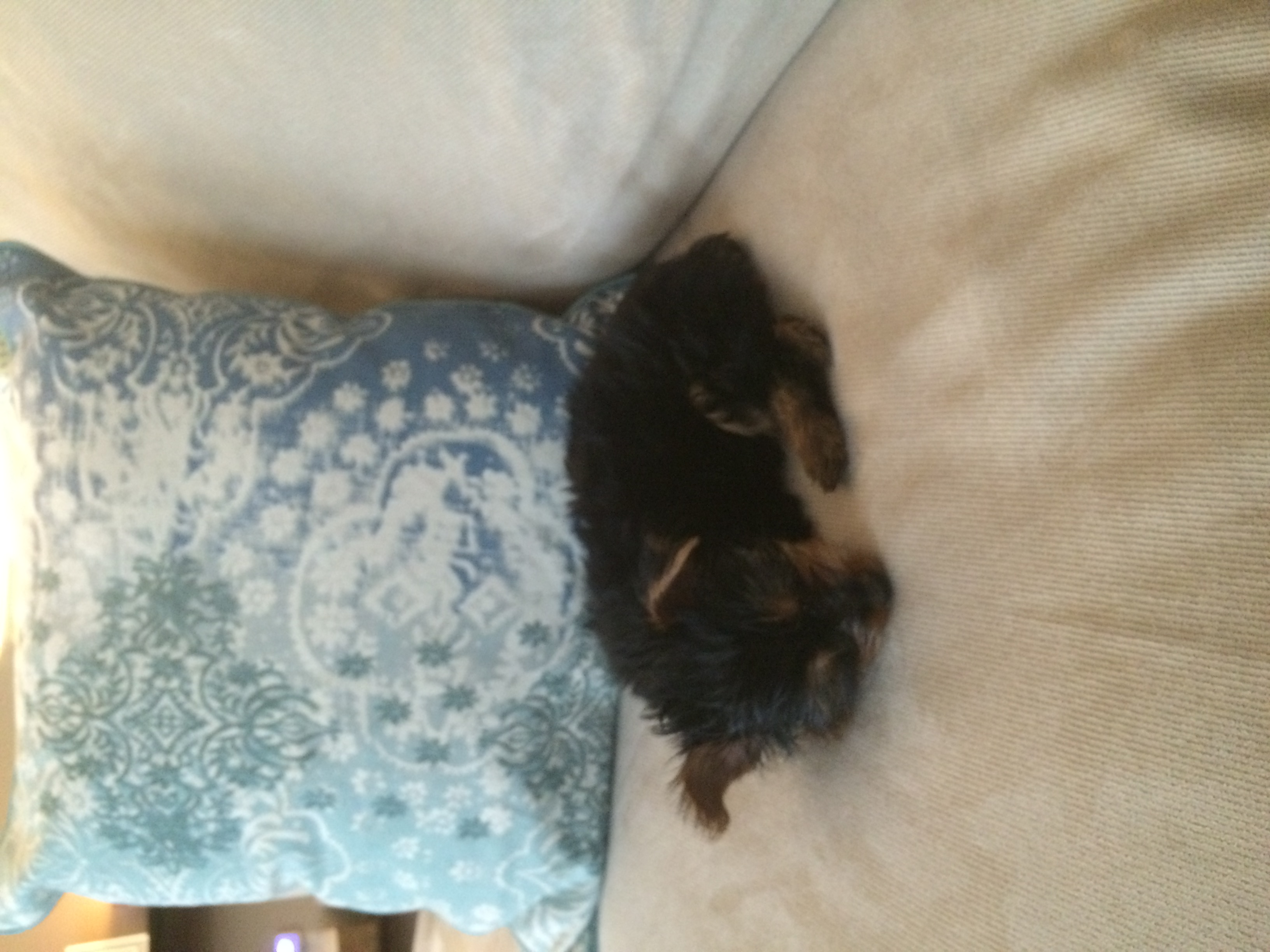 Yorkie