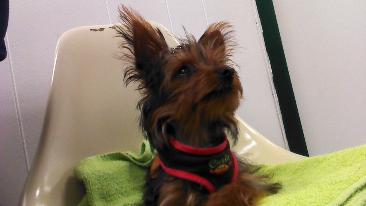 Yorkie